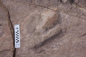 Fußabdruck eines Dinosauriers bei Moab. Foto: BLM