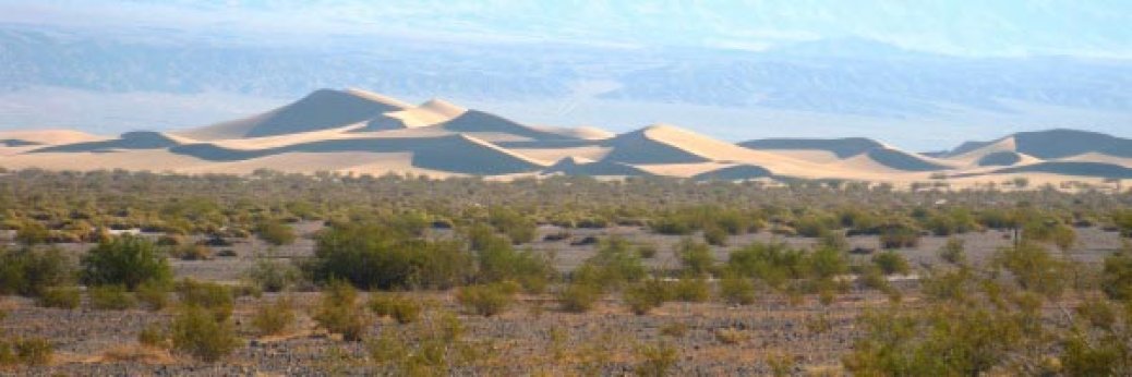 Death Valley: Flower Power