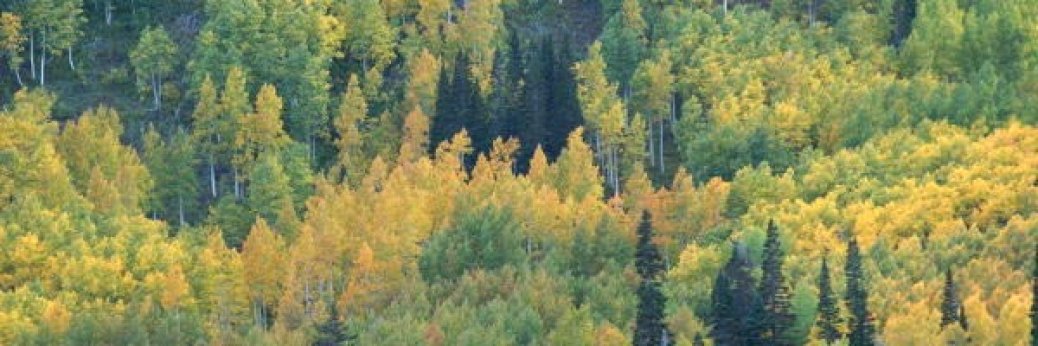 Utah: Weniger Waldbrände als üblich
