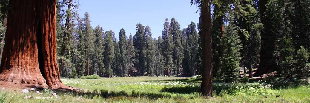 Sequoia & Kings Canyon: Parks weitgehend gesperrt