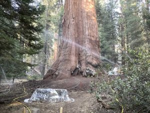 Sprinkler schützten den General Grant Tree während des KNP Fire Complex 2021 im Sequoia National Park. Foto: Elizabeth Wu / NPS