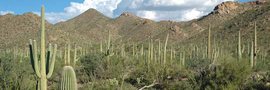 Arizona: Empörung über Saguaro-Abholzung