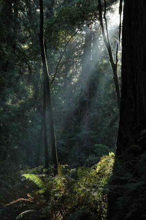Abendstimmung in den Muir Woods. Foto: Michael Schlebach
