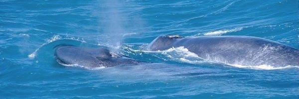 Monterey: Blauwale vor der Küste Monterey: Blauwale vor der Küste
