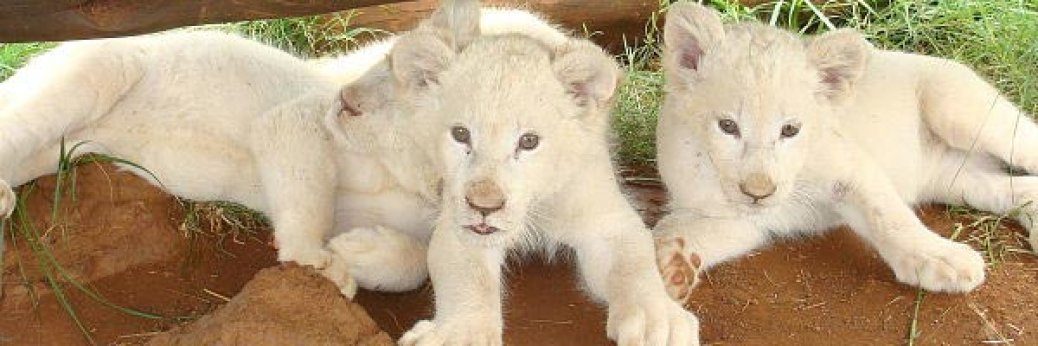 Las Vegas: Drei neue weiße Löwenbabys