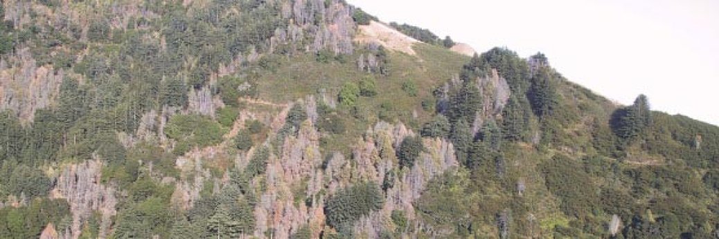 Kalifornien: Ausrottung von sudden oak death nicht mehr möglich