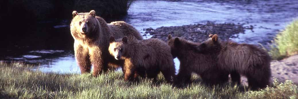 Yellowstone: Bären erwachen aus Winterschlaf