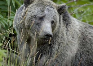 Ein Grizzly im Yellowstone. Fotoquelle: U.S. Fish and Wildlife Service