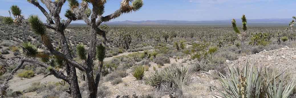 Mojave NP: Cima Road gesperrt