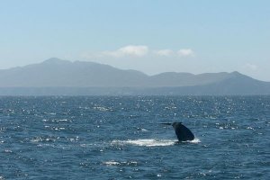 Schwanzfluke eines Blauwals vor den Santa Barbara Channel Islands. Foto: Shulman / wikipedia
