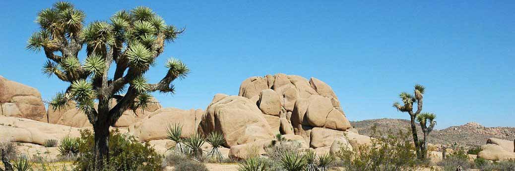 Joshua Tree: Bauarbeiten an der Pinto Basin Road