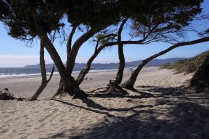 Am Strand von Stinson Beach. Foto: Stefan Kremer