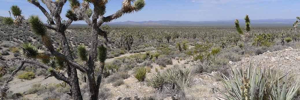 Mojave NP: Viele Straßen wieder geöffnet