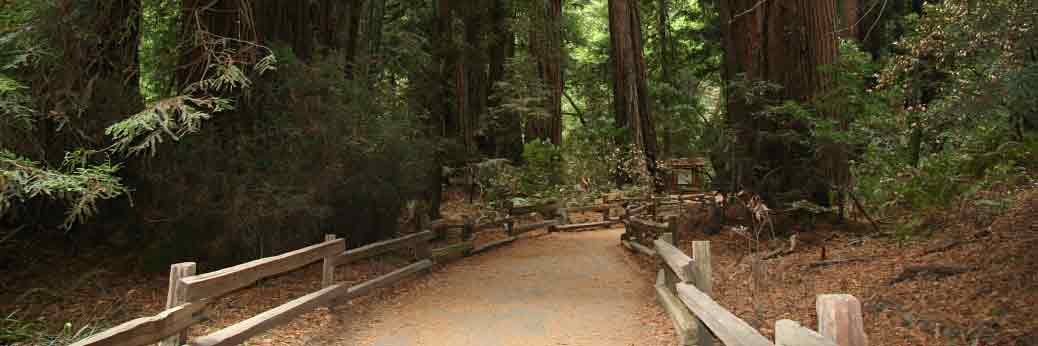 Muir Woods: Klimaerwärmung bedroht Redwoods