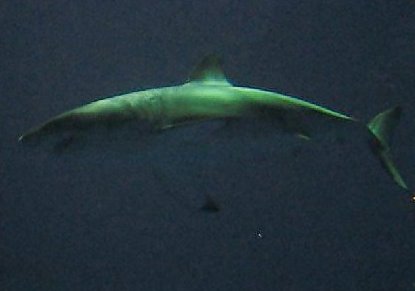 Weißer Hai im Outer Bay Aquarium 2006